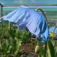 Meconopsis  'Ballyrogan'